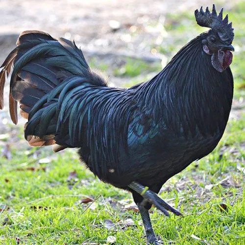 How Live Kadaknath Chicken is a Lean and Healthy Alternative to Other Chicken Meat?